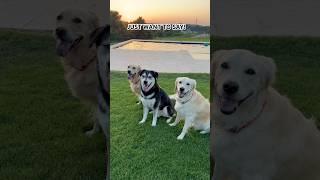 How many hands can you see? #goldenretriever #dog #dogshorts #husky #cute #cutedog #shorts #funny