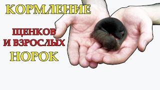 КОРМЛЕНИЕ щенков и взрослых норок. Часть 6