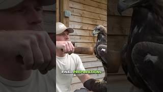 Golden Eagle Takes Down a Wolf #animals #wildlife #eagles