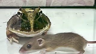 WARNING LIVE FEEDING!! Mice are very nutritious, but be careful not to overeat.マウスはとても栄養価が高いですが食過注意