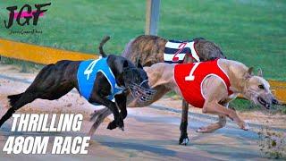 Irish Greyhound Racing 480m | Thrilling Dog Race Highlights