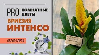 Вриезия интенсо желтая | Бромелия, создающая солнечное настроение | Гузмания? Нет, это ее сестра.