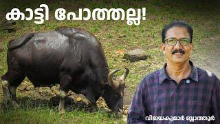 കാട്ട്പോത്ത് പോത്തല്ല, ബൈസണുമല്ല Gaur കാട്ടി Indian Bison | മിഥുൻ #buffalo #cattle #bison #malayalam