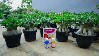 Adenium pests and diseases. Pesticides commonly used. desert rose plant.