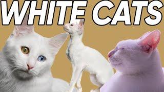 Five Phenomenal Facts About White Cats!