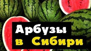 АРБУЗ - как вырастить АРБУЗЫ в Сибири, Урале Дальнем Востоке