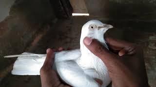 Visiting Pigeons Loft Chaudhary Tayyab Chaudhary Awais  Faisalabad kabootar ishq bazi