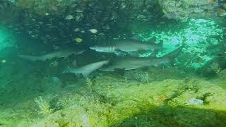 Aliwal Shoal Diving