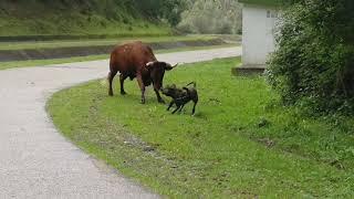 el alano VS el toro/ alano and the bull