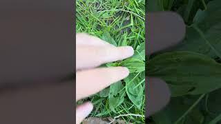 Plantago rugelii native plant to eastern half of USA good alternative lawn plant!