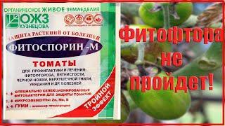 Фитофтора никогда не появится! Лучшее средство!