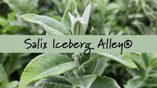 Salix Iceberg Alley® at Prides Corner Farms