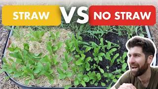 Garden Straw vs No Straw: Was I WRONG about straw all along?!