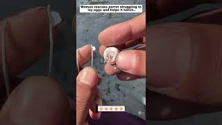 Woman rescues parrot struggling to lay eggs and helps it hatch #parrot #babyparrot #short