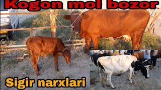 Ona bola sigir va bug‘oz sigir narxlari buxoro kogon mol bozor narxlari