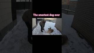 The most intelligent dog ever #dog #doglovers #pets #shorts