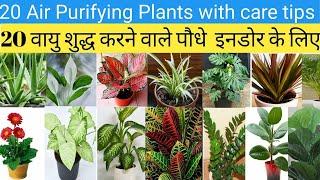 Air Purifier Plants Indoor | best indoor plants for clean air | best air purifier in India #garden