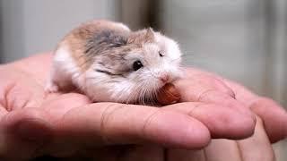 Породы хомяков   Breeds of hamsters Интересное о хомяках