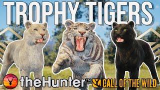 *5 RARE TIGERS* Sundarpatan Tiger Grind | Hypifed | theHunter : call of the wild