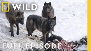 Wild Wolves: Pack Life (Full Episode) | Yellowstone Wolf Dynasty | Nat Geo Animals