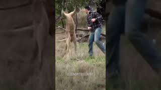 Only in Australian we can fight a kangaroo #australia #kangaroo #shortvideo #subscribe #like ￼￼