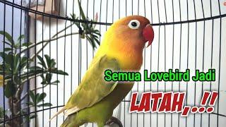 Pancingan Lovebird Paling AMPUH Bikin LATAH NYAUT, Merangsang FIGHTER Rajin BUNYI