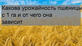 Какова урожайность пшеницы с 1 га и от чего она зависит