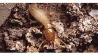 How to Identify Termites | Pest Control