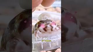Desert rain frog #foryou #funny #animals #rainfrog #shorts
