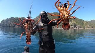 Wettie TV - Spearfishing GREAT BARRIER Island, Big Crayfish and more!!