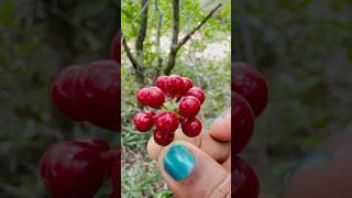 #cute Red berry fruit picking very yummy ️