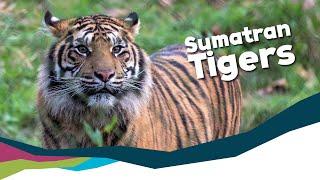 Keeper Talk - Sumatran Tigers