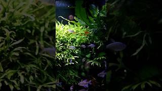 #javafern #aquahobby #aquascape #aquascaping #planted #fish #fishtank #fishtankdesign #4k #nature