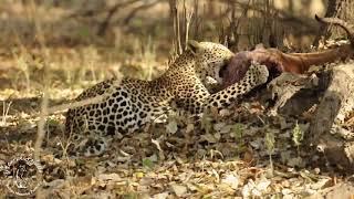 Shenton Safaris: Leopard kill