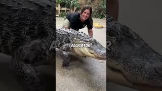 The Battle of Crocodile vs.Alligator