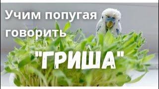 Учим попугая говорить "Гриша"