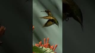 Hummingbird in slow motion | Erlebnis Erde #shorts