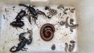 Discovery!!!! Many Venomous Centipede And Many Giant Millipedes Fold up, Black Scorpion