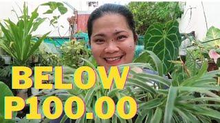 MGA HINDI LALAGPAS SA P100.00 NA HALAMAN DITO SA JHING MAGNO'S GARDEN I  LAHAT NG KLASE 