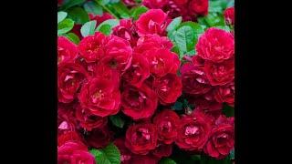 Цветочный фото слайдBeautiful flowers️РозыКрасивые цветы️RoseFlowers roses красивый фото слайд