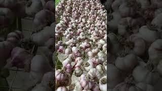 Сушим чеснок после очистки #чечня #грозный #garlicfarm #garlic #