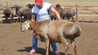 ООО Волгоград Эдильбай. Взрослые бараны производители