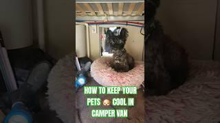 DOGS LIVING IN A CAMPER VAN