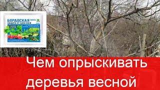 Чем опрыскивать деревья весной.  Препараты для опрыскивания