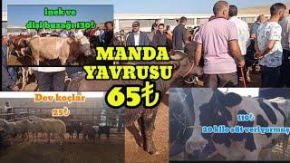 BÜYÜKBAŞ VE KÜÇÜKBAŞ FİYATLARI | 13/09/2024 BÖLÜM 3 |ÇUBUK CANLI HAYVAN PAZARI