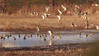Freelance Duck Hunting: How To Get It Done Right