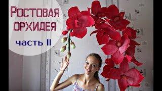 Большие цветы | Ростовые орхидеи. Часть 2