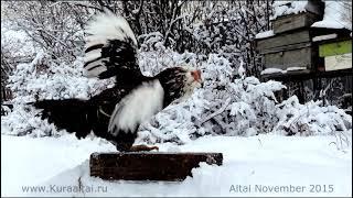 ОРЛОВСКИЕ КУРЫ Orel breed hens 2015 Altay, Barnaul, Siberia