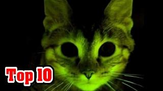 10 Animals MODIFIED By SCIENCE