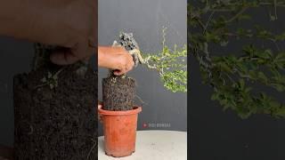 Step by Step, Making Bonsai on Rocks